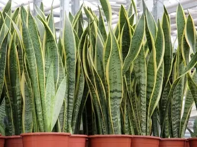 La Sansevieria: Una Planta Indestructible para Principiantes y Expertos