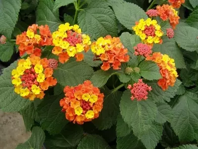 Flores que Prosperan Bajo el Sol Directo