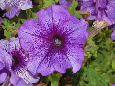 Guía Completa para el Cuidado de las Petunias: Flores Vibrantes en tu Jardín