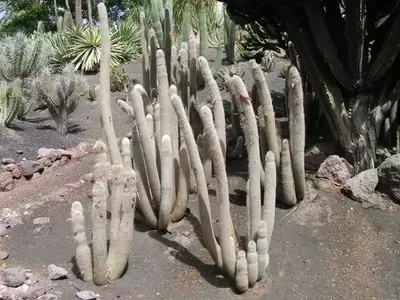 El Cactus Antorcha Plateada: Un Tesoro del Desierto con Espinas Blancas