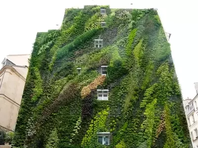 Guía Esencial para Jardines Verticales: Selección de Plantas Clave