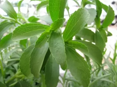 Guía Completa para el Cultivo y Cuidado de la Stevia: El Endulzante Natural en Tu Hogar