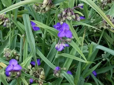 Descubriendo la Tradescantia: La Planta Ideal para Embellecer tu Hogar