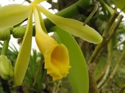 El Arte y Desafío de Cultivar Vainilla: Un Tesoro Aromático en el Jardín