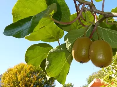 Cultivo de Kiwi: Guía Completa para un Jardín Fructífero