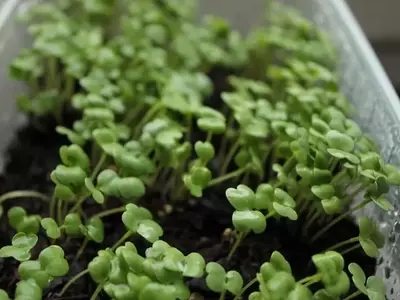 La Importancia del Aclareo en el Cuidado de las Plantas Jóvenes