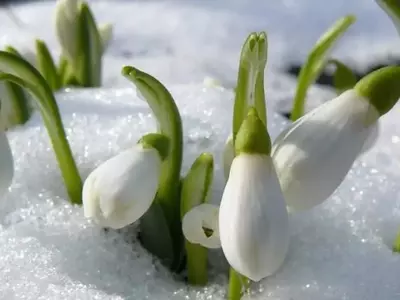 Cultivo invernal: Desafíos y oportunidades
