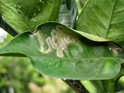 El minador de cítricos: una amenaza persistente para sus árboles frutales