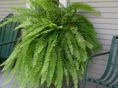 Descubra el Arte de los Jardines Verticales: Una Gu￭a Completa para la Selección y Cuidado de Plantas