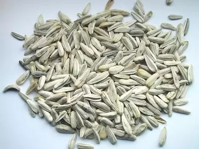 Estrategias Efectivas para Optimizar la Germinación de Semillas
