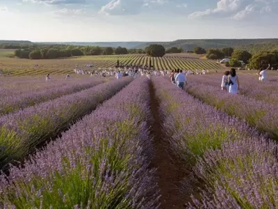 Brihuega: El Santuario de Lavanda de España y su Impacto Transformador