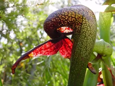 El Fascinante Universo de las Plantas Carnívoras