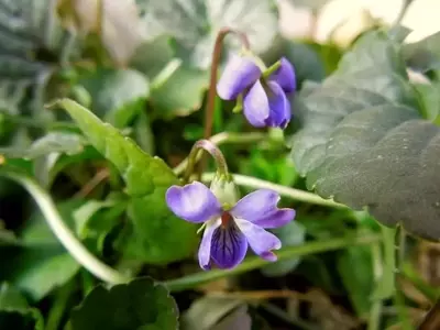 El Encanto Aromático de la Violeta Común: Guía de Cultivo