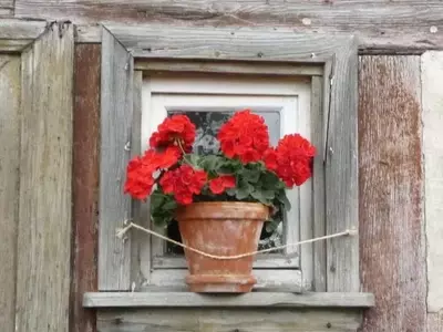 Geranios: Un Viaje a Través de su Cultivo y Esplendor Floral