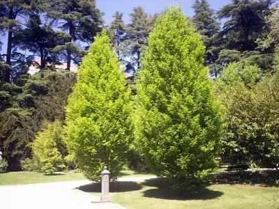 El Carpe: Un Árbol Excepcional para Setos y Jardines