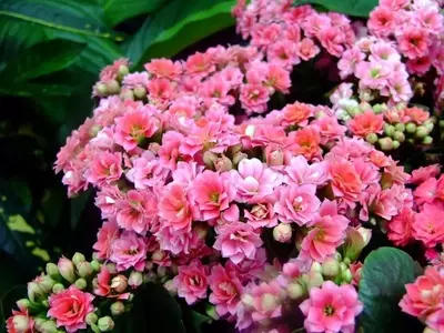 Kalanchoe blossfeldiana: Una Gema Floral para el Otoño