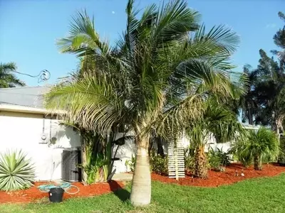 Descubriendo la Ravenea rivularis: La Palmera de Majestad Ideal para Espacios Reducidos