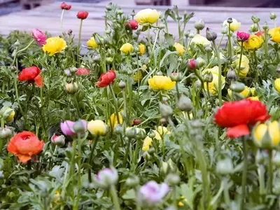 Ranúnculo: Una Belleza Floral Perenne para su Jardín