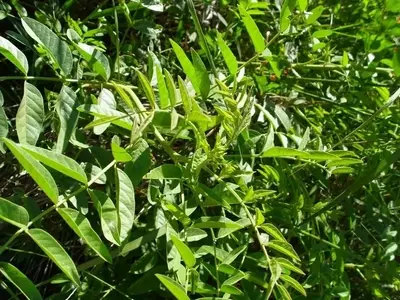 Cultivo de Regaliz: Una Joya Escondida en tu Jardín
