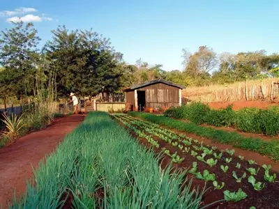 Cultivo en Casa: Diseñando un Huerto Autosuficiente, Atractivo y Económico