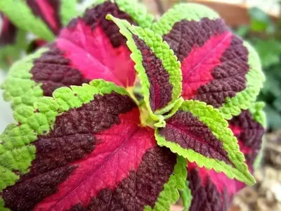 Secretos Caseros para Revitalizar tus Plantas