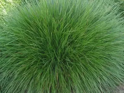 Festuca Ovina: Una Elección Distintiva para el Jardín