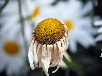 Señales Clave de Afecciones en Plantas: Identificación y Cuidado