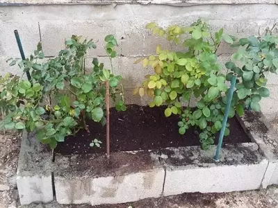 Renueva tu Jardín: Guía Definitiva para Pintar Jardineras de Bloques de Cemento con Acabado Profesional