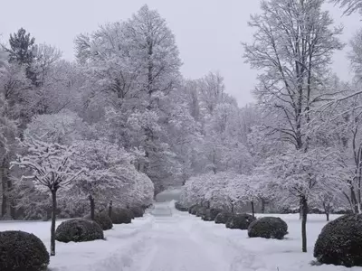 Cuidado del Jardín en Invierno: Tareas Esenciales para un Florecimiento Primaveral