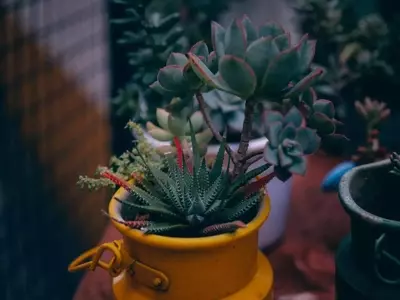Aloe Vera: Beneficios Integrales para la Piel y el Hogar