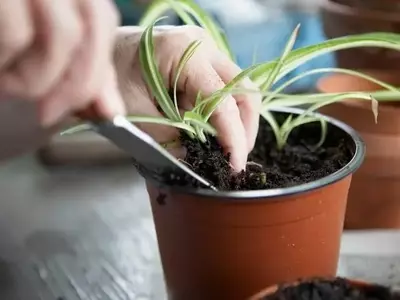 Secretos para un Sustrato de Maceta Vital: Guía Completa de Cuidado y Revitalización