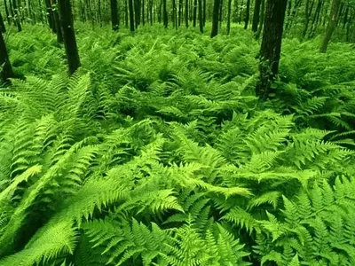 Embellezca Su Jardín: Guía de Plantas Ornamentales Destacadas