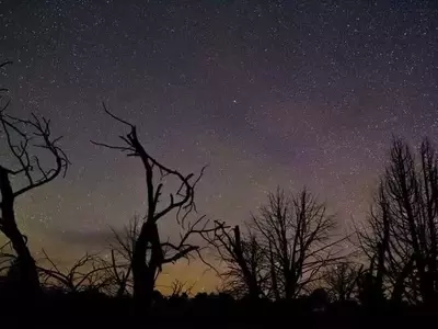 El Misterio Nocturno de los Árboles Revelado: ¿Duermen las Plantas Gigantes?