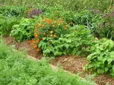 La Agricultura Sinérgica: Fomentando Huertos Autosuficientes y Sostenibles
