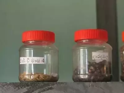La Importancia de los Bancos de Semillas Domésticos: Un Acto de Soberanía y Sostenibilidad