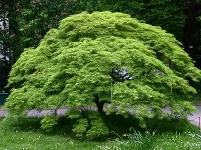 Plantas Acidófilas: Secretos para un Jardín Vibrante