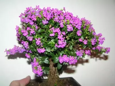 El Arte de Cultivar un Bonsái de Cuphea: Una Guía Completa para su Cuidado y Estilización