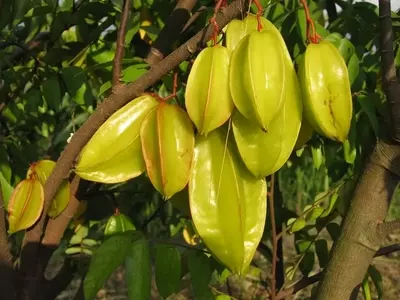 Carambola: La fruta tropical en forma de estrella
