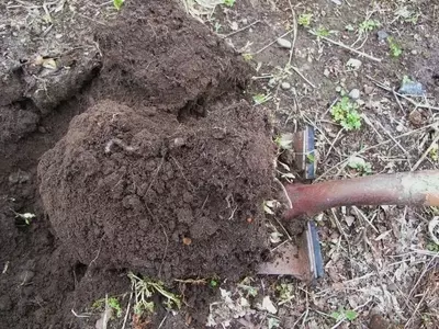 Optimización del Drenaje del Suelo en Jardines: Estrategias Efectivas para un Crecimiento Saludable