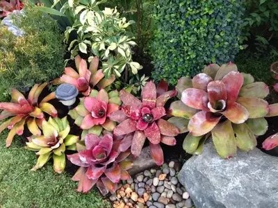Creación de un Jardín Rocoso Espectacular: Guía Completa