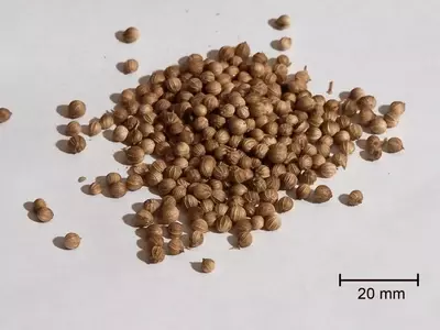 Mejorando la Germinación de Semillas: Técnicas Pregerminativas Esenciales