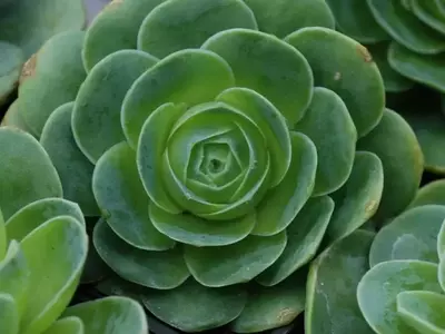 Descubriendo las Greenovias: Suculentas Exóticas con Encanto Único