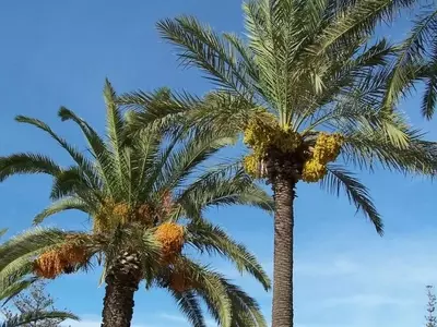 Guía Completa para el Mantenimiento de Palmeras: Cuándo y Cómo Podar para una Salud Óptima