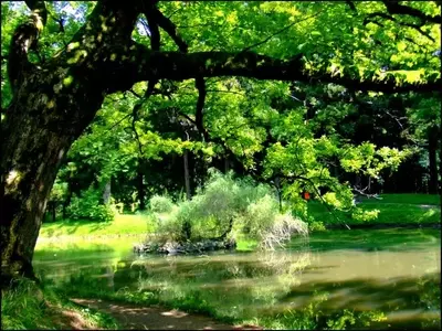 Guía Definitiva para Seleccionar el Árbol Ideal para tu Jardín