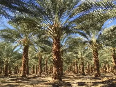Guía Completa para el Cuidado de la Palmera Datilera (Phoenix dactylifera)