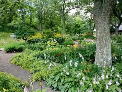 Un Oasis Floreciente: Plantas Ideales para Embellecer tu Verano