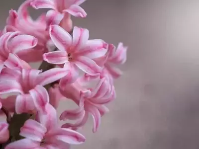 Flores de Sombra: Guía Esencial para Bulbos con Poca Luz