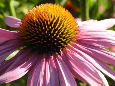 Equinácea: Belleza y Bienestar en su Jardín