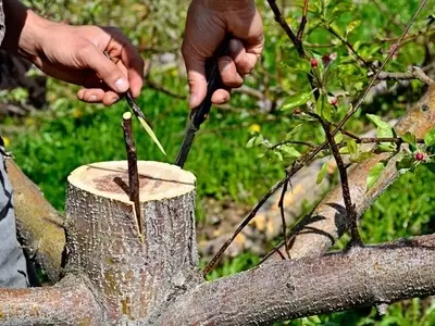 El Arte del Injerto en Olivos: Técnicas, Beneficios y Claves para el Éxito