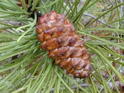 Pinus Pinaster: Guía Completa de Cultivo, Usos y Curiosidades de esta Emblemática Conífera Mediterránea